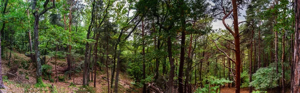 Beautiful pine-tree forest in Alsace mountains, autumnal colors, — Stock Photo, Image