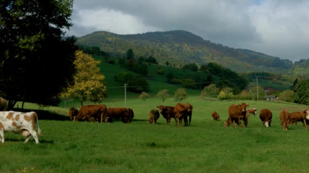 Green pasturage with cows in Alsace, France. Farm animals. — Stock Video