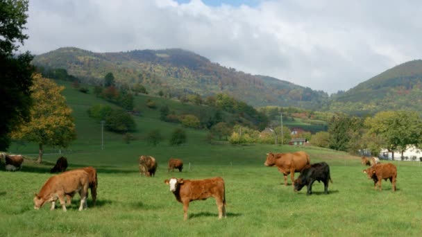 Pâturage vert avec vaches en Alsace, France. Animaux de ferme . — Video