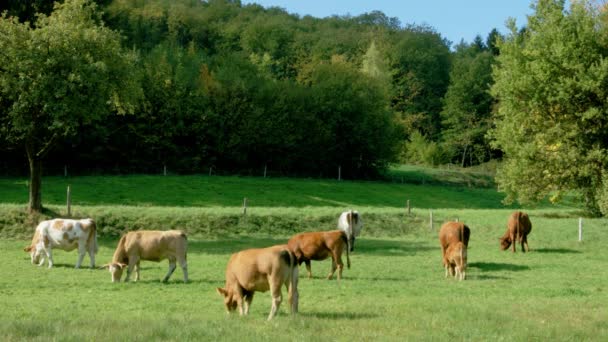 Pascolo verde con mucche in Alsazia, Francia. Animali da fattoria . — Video Stock