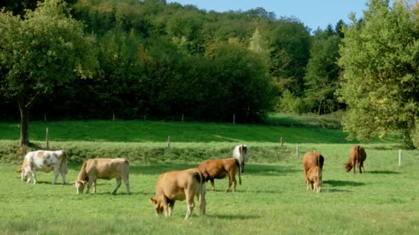 Pâturage vert avec vaches en Alsace, France. Animaux de ferme .