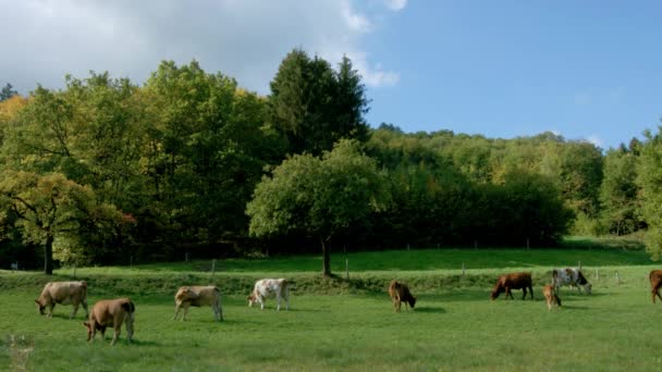 Groene weidegronden met koeien in de Elzas, Frankrijk. Landbouwhuisdieren. — Stockvideo