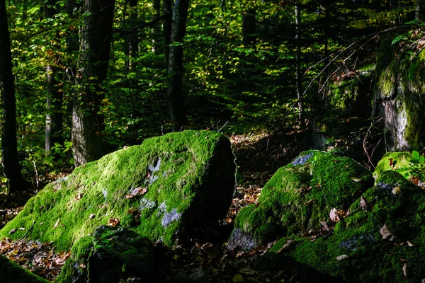 Lindo relvado coberto de pedras com musgo verde na floresta mágica — Fotografia de Stock