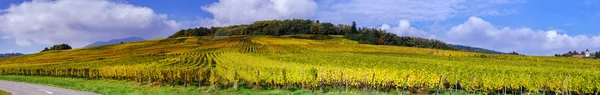 Bellissimi vigneti colorati, autunno in Alsazia — Foto Stock