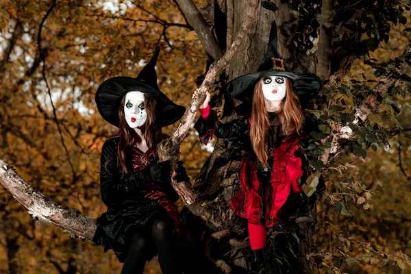 Duas bruxas sentadas na árvore — Fotografia de Stock