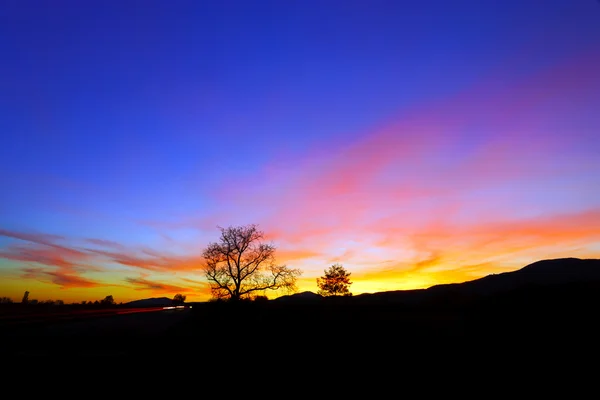 Paysage abstrait de coucher de soleil coloré avec silhouette d'arbre — Photo