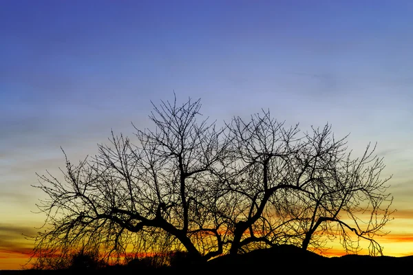 木のシルエットとカラフルな抽象の日没の風景 — ストック写真