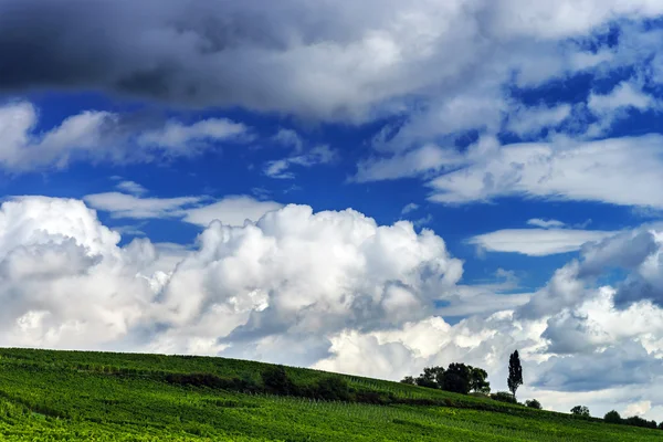 Collines verdoyantes et vignobles d'été en France — Photo