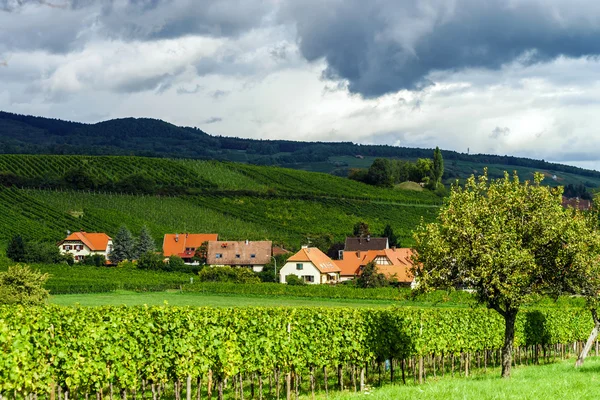 Letní zelené kopce a vinice ve Francii — Stock fotografie