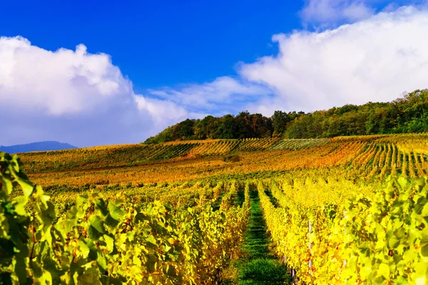 Herbstliche Farben der elsässischen Weinberge, Frankreich — Stockfoto