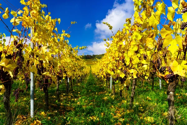 Höstliga färger av alsacien vingårdar, Frankrike — Stockfoto