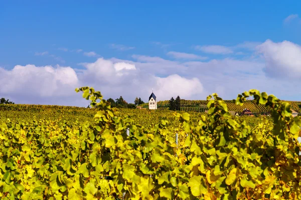 Autumnal colors of alsacien vineyards, France — Stock Photo, Image