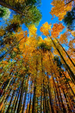 Ormanda, doğa altın sonbahar ağaçlar 