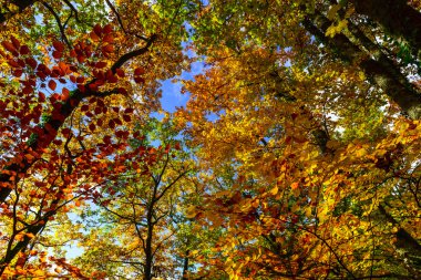 Ormanda, doğa altın sonbahar ağaçlar 