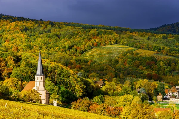 Яркие цвета осенних виноградников в Андлау, Эльзас — стоковое фото