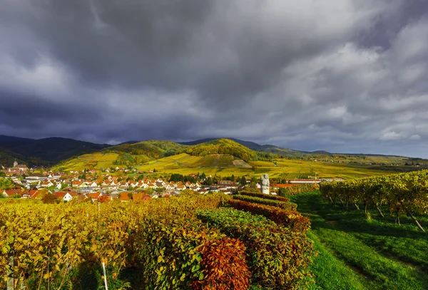 Ostré barvy podzimní vinice v Andlau, Alsasko — Stock fotografie