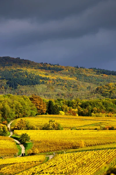 Colori vivaci dei vigneti autunnali in Andlau, Alsazia — Foto Stock