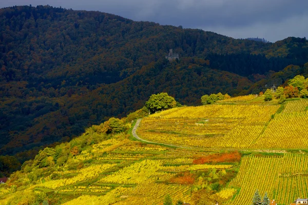 Ostré barvy podzimní vinice v Andlau, Alsasko — Stock fotografie