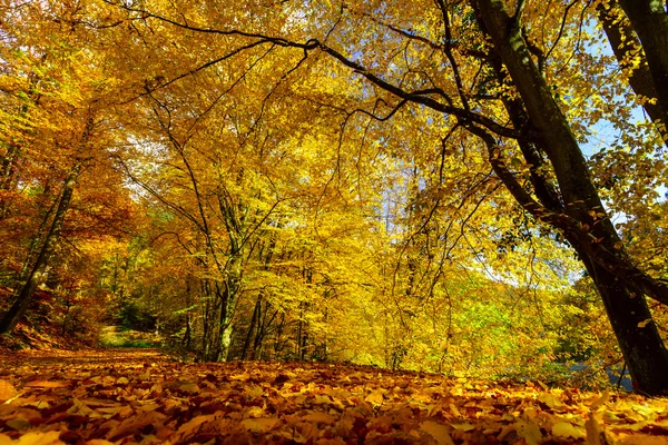 Golden podzimní stromy v lese, příroda — Stock fotografie
