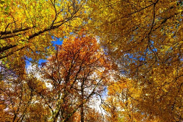 Alberi autunnali dorati nella foresta, natura — Foto Stock