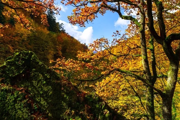 Ormanda, doğa altın sonbahar ağaçlar 
