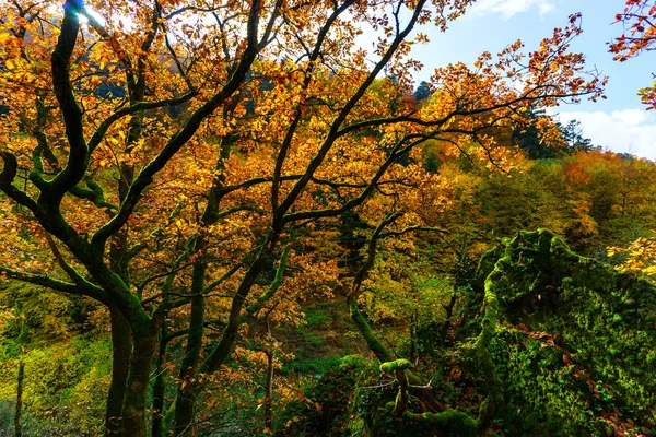 Gyllene höstlig träd i skogen, naturen — Stockfoto