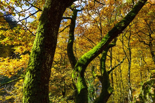 Árboles otoñales dorados en el bosque, naturaleza —  Fotos de Stock