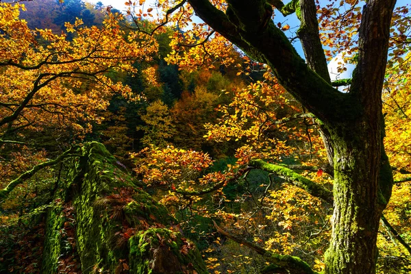 Árboles otoñales dorados en el bosque, naturaleza —  Fotos de Stock