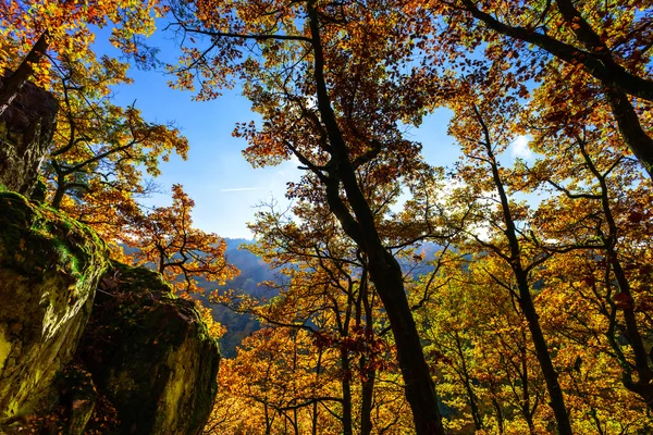 Alberi autunnali dorati nella foresta, natura — Foto Stock