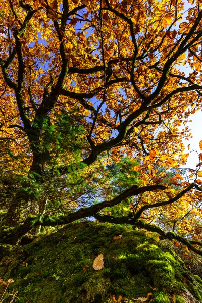 Árboles otoñales dorados en el bosque, naturaleza — Foto de Stock