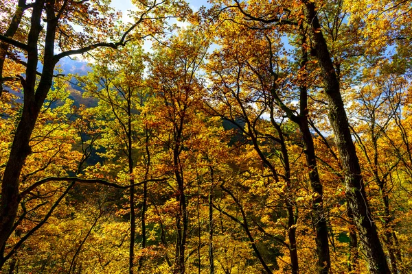 金黄的秋天树在森林里，自然 — 图库照片