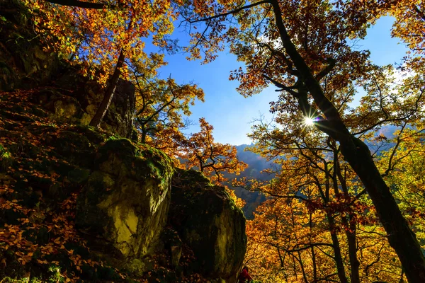 Goldene Herbstbäume im Wald, Natur — Stockfoto