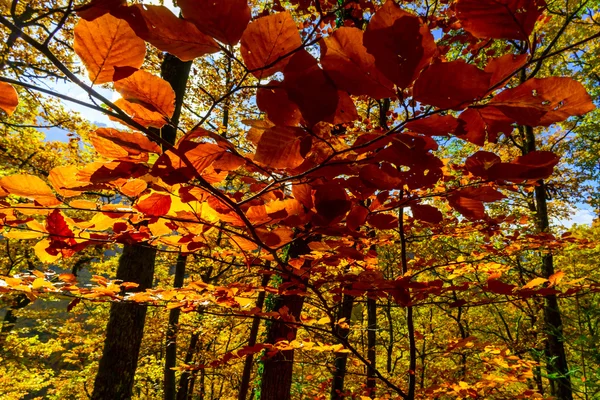 Alberi autunnali dorati nella foresta, natura — Foto Stock