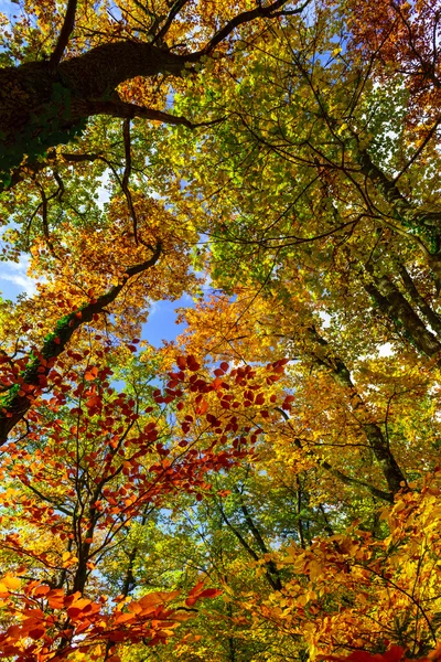 Golden podzimní stromy v lese, příroda — Stock fotografie