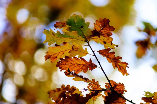 Ormanda, doğa altın sonbahar ağaçlar — Stok fotoğraf