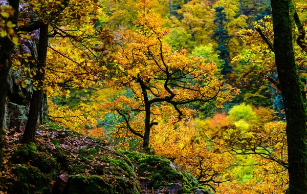 Árvores outonais douradas na floresta, natureza — Fotografia de Stock