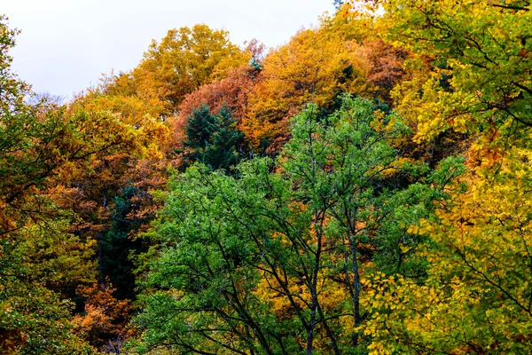 Arbres dorés automnaux dans la forêt, la nature — Photo