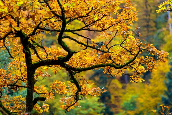 金黄的秋天树在森林里，自然 — 图库照片