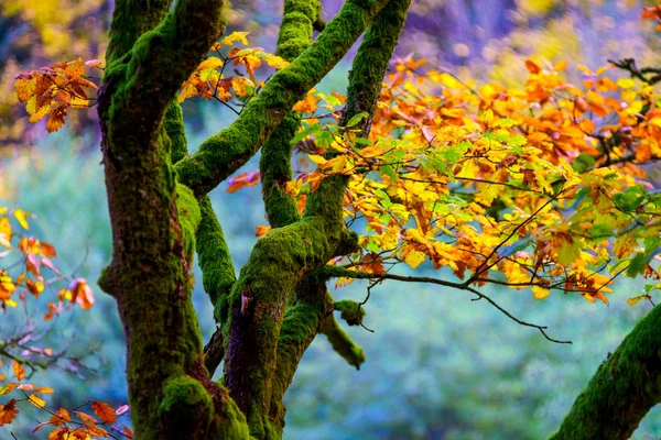 Goldene Herbstbäume im Wald, Natur — Stockfoto