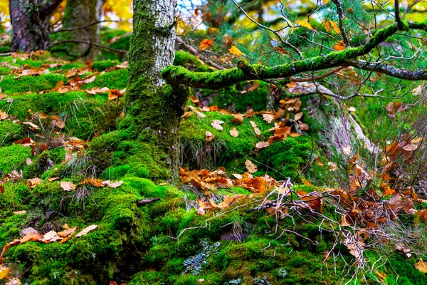 Ormanda, doğa altın sonbahar ağaçlar — Stok fotoğraf