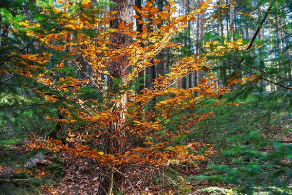 Last autumn tree with colorful leaves — Stock Photo, Image