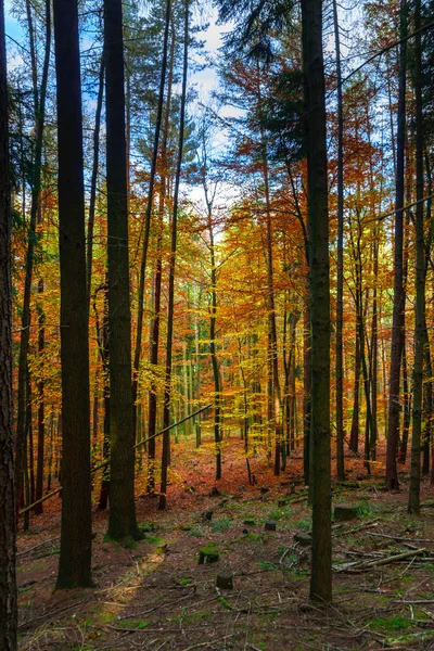 Utolsó őszi színes levelek fa — Stock Fotó