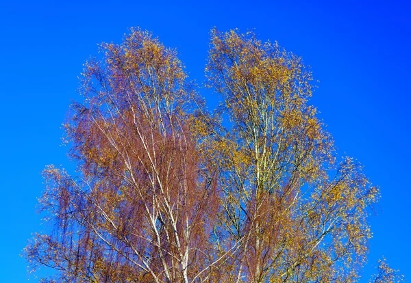 Último árbol de otoño con hojas coloridas — Foto de Stock