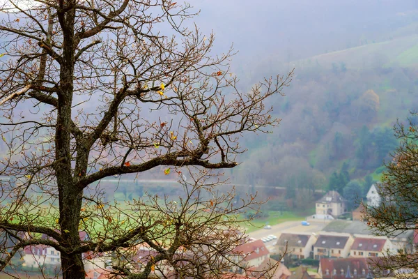 Silueta de árbol único día de otoño — Foto de Stock