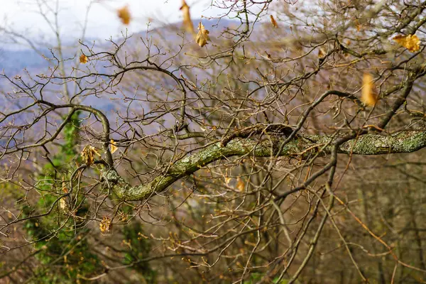 Einzelnen Baum Silhouette Herbst Tag — Stockfoto