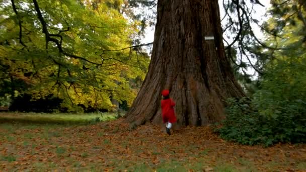 Χαριτωμένο κοριτσάκι και μεγάλο δέντρο μαμούθ — Αρχείο Βίντεο