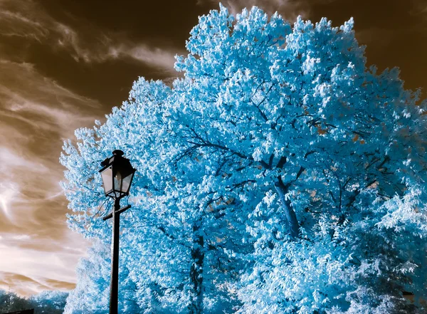 Prachtige boom in infrarood beeld, nonreal kleuren, zonnige dag — Stockfoto