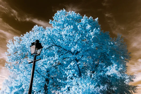 Gyönyörű fa infravörös nézetet, nonreal színek, napos — Stock Fotó