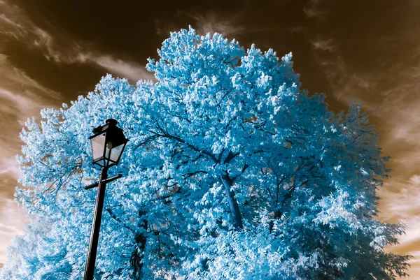 Prachtige boom in infrarood beeld, nonreal kleuren, zonnige dag — Stockfoto