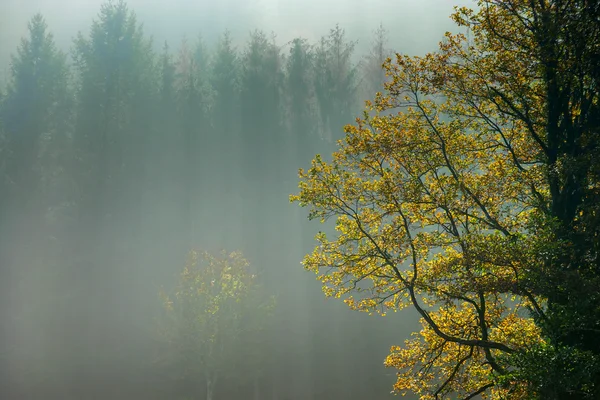 Großer schöner Nebel im elsässischen Gebirge — Stockfoto